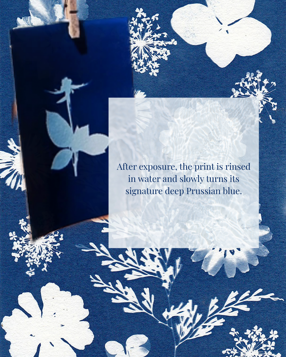 Cyanotypes in the Garden: Columbus Ohio Art Workshop