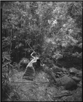 Bamboo, Old Pali