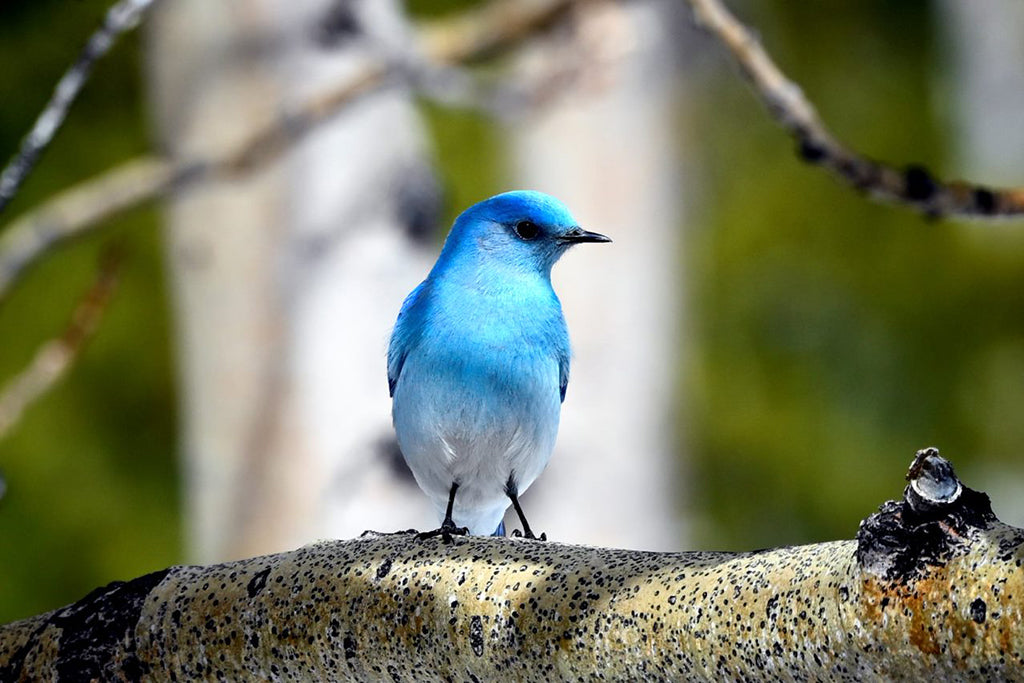 Blue Mountain Bird