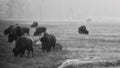 American bison standing in Yellowstone National Park by Millie Franz, archival photographic print, available at Ilkaa's Fine Art Gallery.