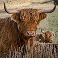 Portrait of Wyoming Highland Cow by Millie Franz, archival photographic print, available at Ilkaa's Fine Art Gallery.