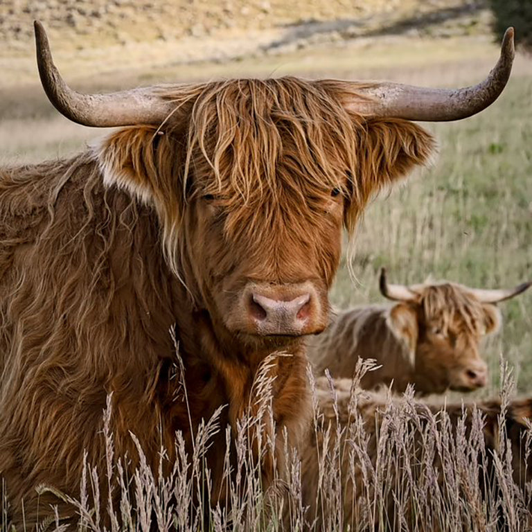 Wyoming Highland Cow