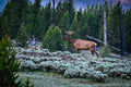 Wyoming elk standing in natural wilderness by Millie Franz, archival photographic print, available at Ilkaa's Fine Art Gallery.