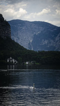 Elegant swan gliding on a misty European lake by Millie Franz, archival photographic print, available at Ilkaa's Fine Art Gallery.