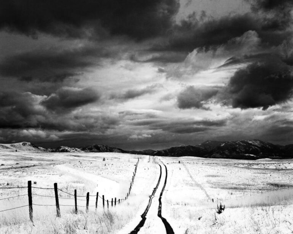 Homeward Bound II
