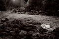 Serene portrait titled Resting Angel by Millie Franz, archival photographic print, available at Ilkaa's Fine Art Gallery.