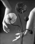 False Hands, Iceland Poppy