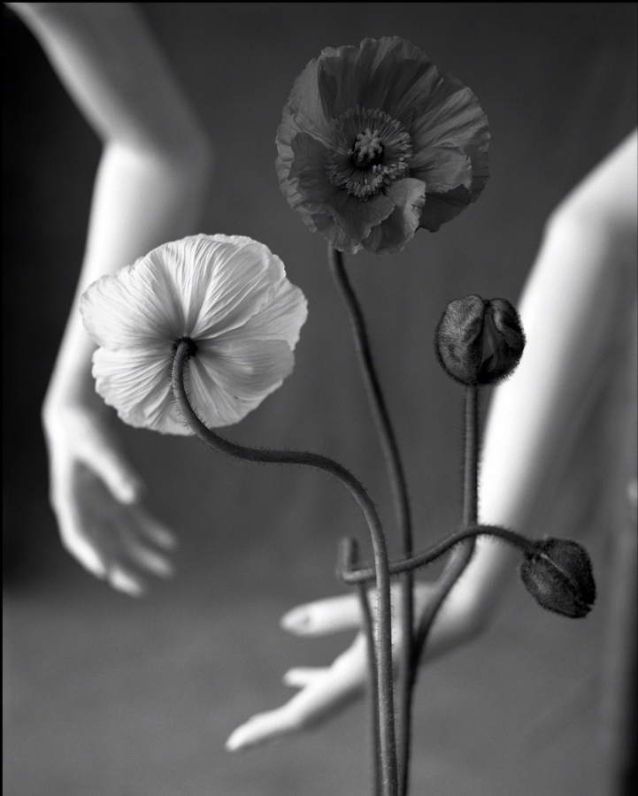False Hands, Iceland Poppy