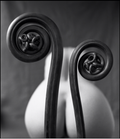 Fiddlehead Fern