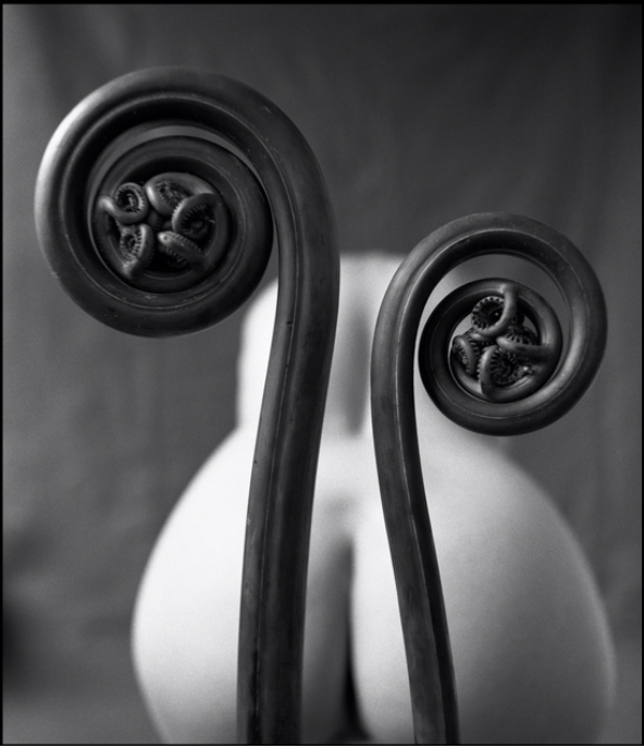 Fiddlehead Fern