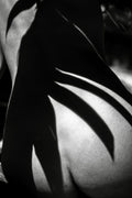 Summer Evening II