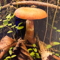 Fungus Among Us 3