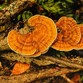 Fungus Among Us 6