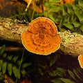 Fungus Among Us 4