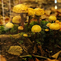 Fungus Among Us 5