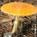 Fungus Among Us 2